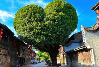 三坊七巷私家团精讲 橄榄游● 2.5小时资深导游 人工讲解【[橄榄游讲师团]他们博古通今，幽默睿智，善于挖掘文物背后的故事，用有趣的方式还原历史真相！】