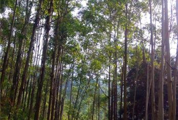 【城市dian峰·佛山】登佛山第一峰——皂幕山【登佛山第一峰——皂幕山】