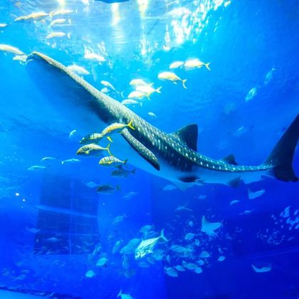 日本冲绳冲绳美丽海水族馆一日游