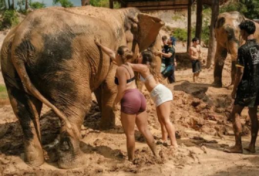 甲米大象保护区半日游：体验大象护理+喂大象+泥浆浴【与大象来次亲密接触，喂大象，大象洗澡 ，带你近距离大象接触，共度美好亲子时光！】