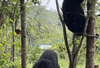 西双版纳：普洱太阳河森林公园+茶马古道私人一日游【茶马古道是中国著名的线状文化遗产之一】