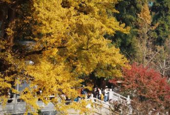 杭州余杭径山寺一日游【司兼导上门接送+含门票+小车上山】【[上门接团]市区指定范围内安排司机上门接客人，省去用车烦恼】