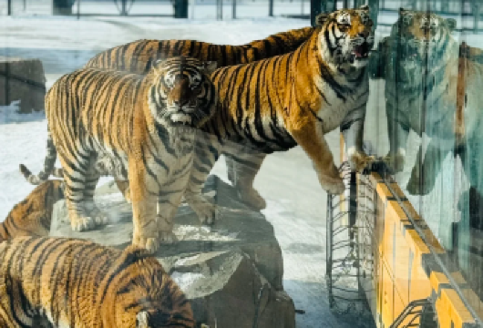 东北虎林园+七三一遗址一日游【精品小团+深度讲解】【品牌讲解+预约+上门接送】