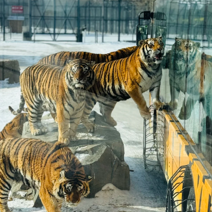 东北虎林园+七三一遗址一日游【精品小团+深度讲解】