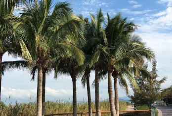 招商蛇口邮轮观光+深圳湾公园＋中英街+地王大厦观光纯玩一日游【1.2人市区内上门接，需提前咨询客服是否有蛇口游轮船票后再下单】