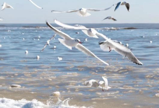 北戴河鸽子窝公园+山海关老龙头【2-6人团纯玩·上门接送】【[纯玩保障]店铺内所有产品纯玩儿无购物，不推任何自费，做真正的品质团！】