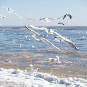 北戴河鸽子窝公园+山海关老龙头【2-6人团纯玩·上门接送】