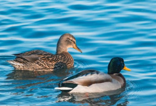 雾凇岛+长白岛湿地公园一日游【小团出行吉林市区内上门接送】【吉林市1-6人小团出行，1人可订，避免大团人多等待】