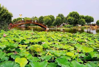 白洋淀荷花大观园一日游【2-8人团】【国家5A级景区、京南水乡、华北明珠白洋淀】