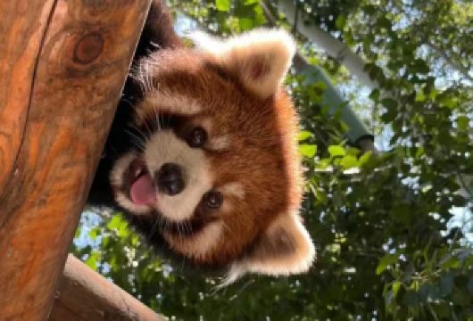 普洱太阳河森林公园+小凹子咖啡庄园一日游【本地旅行社 私家小团 不争朝夕 睡醒出发】