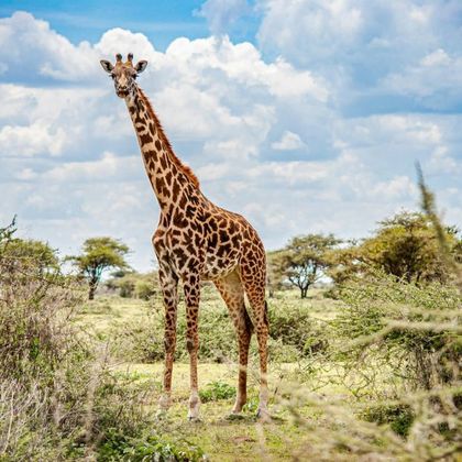 肯尼亚内罗毕国家公园半日游