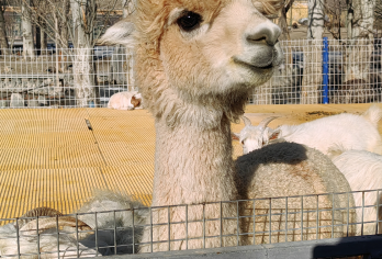 包车上门接送 | 新疆野生动物园一日游+随订随走+亲子游【[上门接送]乌鲁木齐市区/火车站可免费接送】