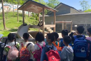 成都都江堰中华大熊猫苑+熊猫小匠研学体验基地（科普研学包车）【可选英文导游|专车接送|行程可调|可定制行程】