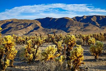 美国加利福尼亚州二十九棕榈村约书亚树国家公园一日游【中文司导，专车酒店接送，包车随心选择，行程可调整，深度游览。】