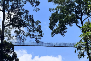 望天树景区探秘雨林+游船+空中走廊真纯玩一日云南旅游西双版纳【价格透明 纯玩无购物】