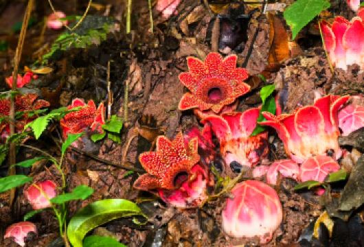 基诺山雨林徒步一日游【可选寄生花专线+限流路线+项目全含】【[优选线路向导]优选基诺山么卓/新司土/巴漂徒步线路，公司深度开发，优秀基诺山优质向导讲解带队！】