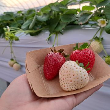 东京伊香保温泉与小江户川越一日游--含神户牛肉午餐