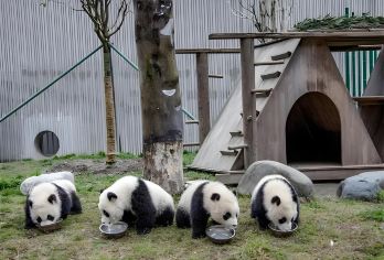 卧龙中华大熊猫神树坪基地+都江堰一日游（成都往返包车）【可选英文导游|专车接送|行程可调|可定制行程】
