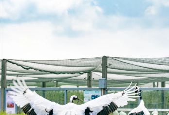 盐城丹顶鹤湿地+荷兰花海+珠溪古镇+欧风花街一日游可英文服务【提供多语种服务、全程专车接送、热门景点门票代订一站式旅行服务】