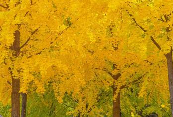 秦二世陵遗址公园银杏林+《驼铃传奇》含专车接送·打卡金秋银杏【11月走进银杏林，一树灿烂、满地金黄，满目浪漫！适合打卡赏秋拍写真！】