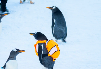 哈尔滨太阳岛极地企鹅全息科技 + 熊猫花卉园萌宠一日游【淘学企鹅馆含全息剧场 / VR 体验，可赏 4 种南极企鹅，看科考站实物，配三大研学教室】