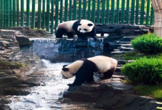 大连森林动物园+棒棰岛一日游【家庭游.包车时间自由】【[家庭独立团]精致小团出游，私家独立团|MINI2-6人团】