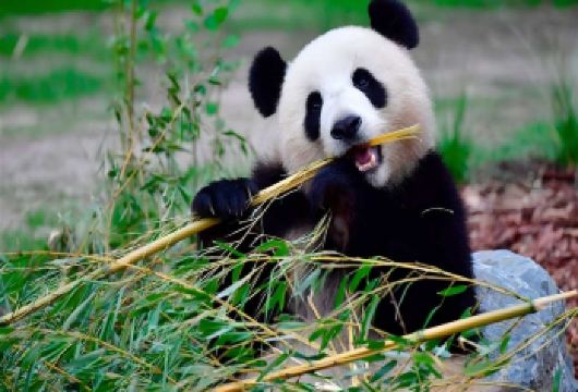 熊猫基地+三星堆【VIP包车小团含门票+独立用车+上门接送】【[品质承诺]亲子游必选。成都三环内任何地方或者酒店上门接，和行程结束后回送。】