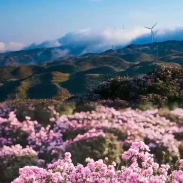 六盘水乌蒙大草原一日游【赏杜鹃花/开车进入景区/上门接送】
