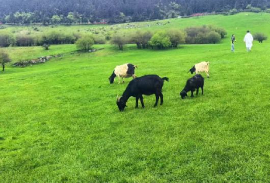 重庆武隆天生三桥仙女山或龙水峡地缝一日游【2-8人小团】【龙水地缝“地球裂痕”，造山运动形成的喀斯特地缝】