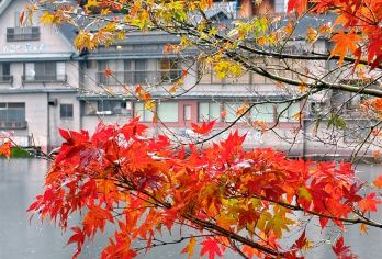 日本熊本往返由布院景点/可福冈别府大分九州多日绿牌包车-精选【精选热门景点，高效游玩不走回头路，深度了解文化内涵，贴心服务保障，轻松享受旅程，性价比超高的旅行。】