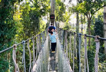 望天树景区一日游【精品小团-市区接送-海陆空套票】【[实力对比]版纳实力地接品牌公司，累计服务超50K+人次，万人好评见证！】