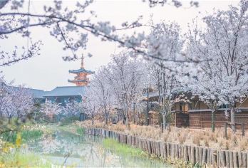 无锡禅意小镇·拈花湾一日游【花海禅境·纯玩逸趣】【摆脱俗世的喧嚣和纷争，净雅禅境，日赏禅意小镇，夜赏水幕灯光秀，让心灵度个假！】