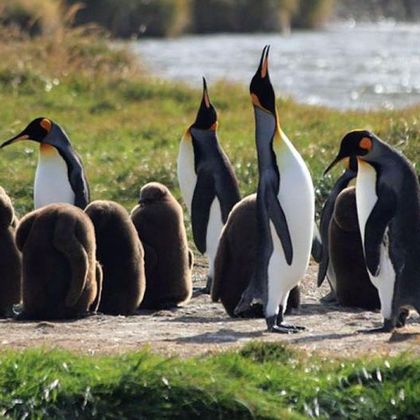 智利蓬塔阿雷拉斯企鹅公园+火地岛国家公园一日游