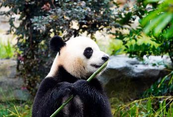 成都大熊猫基地+三星堆一日游2-8人团独立出行含门票三环接送【[探秘巴蜀文化]了解古蜀文明三星堆文化，打卡三星堆博物馆，行程中无强制消费行程透明！】