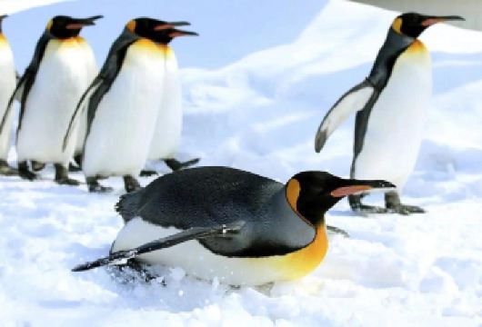 日本札幌往返旭川富良野美瑛/可小樽登别北海道多日包车-精选【包车一日游，解锁旅行新方式！独立车辆配备经验丰富的老司机，为您量身打造专属行程。】