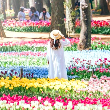 茨城大洗磯前神社+那珂凑海鮮市場+国营常陆海滨公园花海一日游