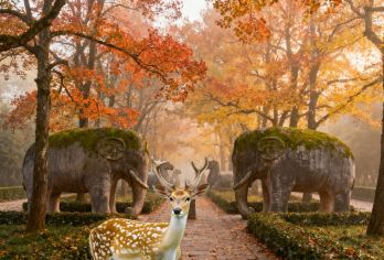 【限定秋色】美龄宫+明孝陵+中山陵+音乐台钟山一日深度游【[精品小团]8-15人小团出游，深度打卡钟山风景区】