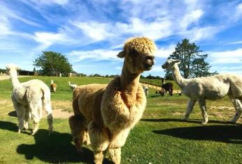 新西兰罗托路亚爱歌顿农场+地热公园+陶波湖一日游【包车纯享，行程自由，支持个性化定制】