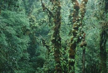高黎贡山原始森林轻徒步一日游【2-8人小团】【[品质纯玩]精致小团真纯玩，无购物，时间花在游玩上！】