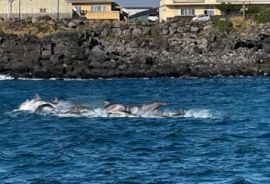 济州岛西南线追海豚|游艇/快艇/公路追海豚之旅/纯玩拼车游【出海追海豚/汉拿山赏景/给小动物喂食，和黑脸小羊合照/神奇自然景观“柱状节理带”】