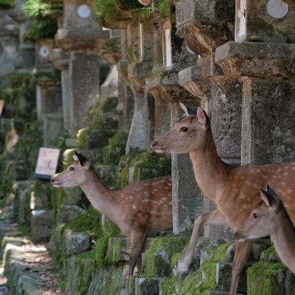 日本奈良东大寺+奈良公园+春日大社+若草山+唐招提寺一日游