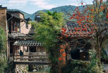 柿子红了！纯玩一日游屏南古村：龙潭里+四坪村+漈下村秋色限定【秋日限定，漫步四坪村与漈下村，看饱满红柿映衬黄墙古厝，随手一拍就是醉美风景】