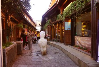 丽江包车|白沙古镇&狮子山&木府&丽江古城【行程可咨询，私定行程】