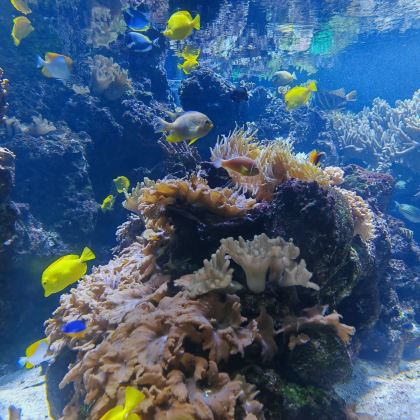 美国华盛顿-巴尔的摩水族馆奇遇-内港-包车-精品臻选