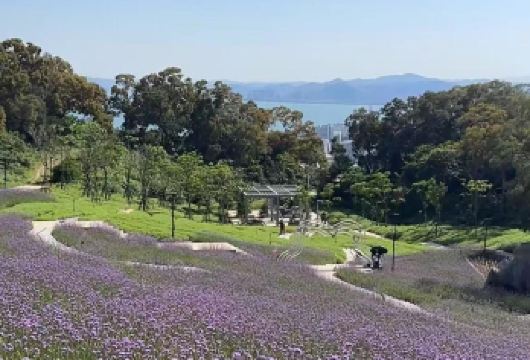 厦门鼓浪屿一日游2人起独立成团+鼓浪屿船票+讲解纯玩+车子接【纯玩无套路，上午上岛游玩充分，时间自由，酒店到码头车接】
