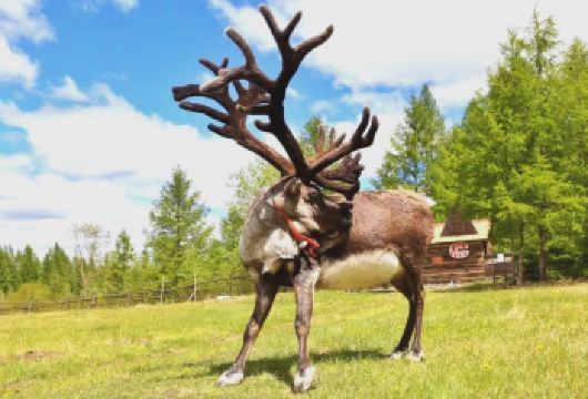 张掖神鹿公园+七彩丹霞景区一日游（小拼团，包车游）【近距离抚摸白臀鹿、合影、投喂食品，满足游客与动物和谐相处的快乐，与大自然亲密接触。】