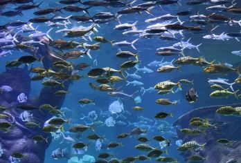 三亚：森林公园一日游【探索三亚亚特兰蒂斯水族馆】