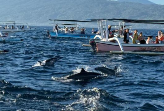 巴厘岛罗威纳追海豚一日游【浮潜+海钓+火山】好评率高【罗威纳追海豚，可+浮潜+海钓+火山，行程自己搭配】