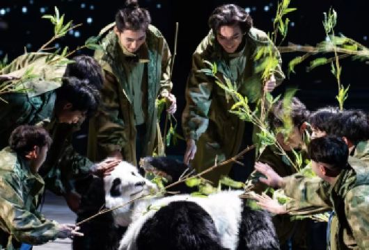 成都出发：碧峰峡＋野生动物园＋熊猫史诗剧【包车一日游】【可选英文导游|专车接送|行程可调|可定制行程】