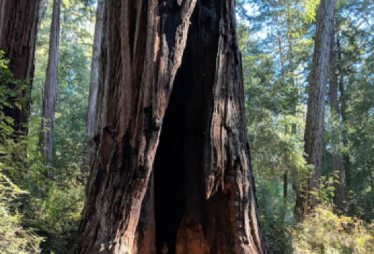 美国旧金山-优胜美地国家公园一日游【中文专车-悦享旅程】【上市旅行社，实力雄厚，服务规范可靠，为您带来更安心、更优质的服务体验。】